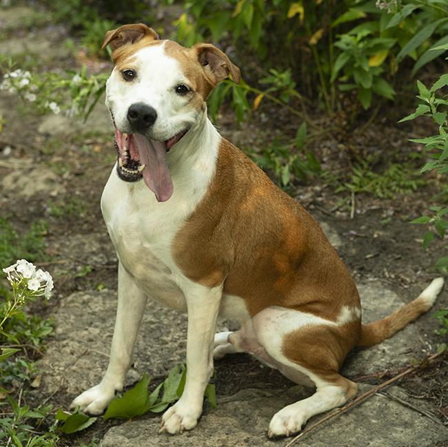Romey, a ADOPTABLE mixed breed in Chicago, IL image 5/6