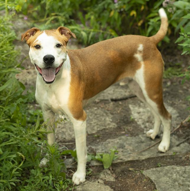Romey, a ADOPTABLE mixed breed in Chicago, IL image 4/6