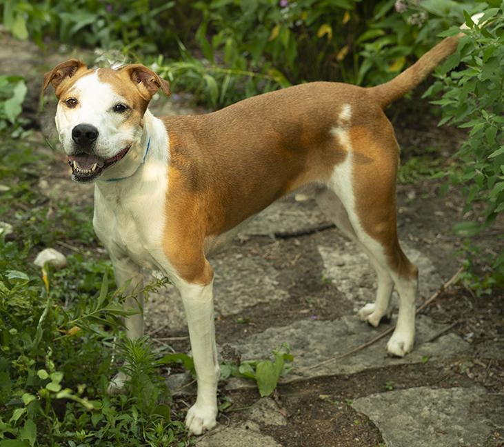Romey, a ADOPTABLE mixed breed in Chicago, IL image 2/6
