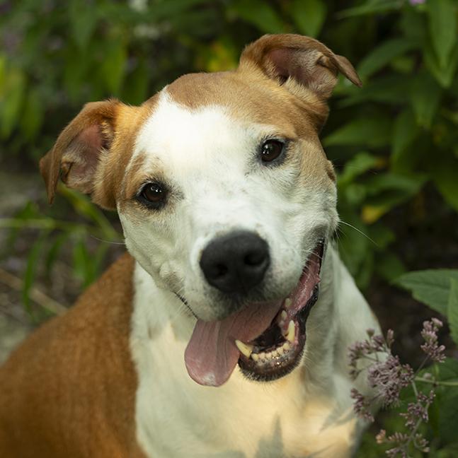 Romey, ADOPTABLE, Adult Male Coonhound.