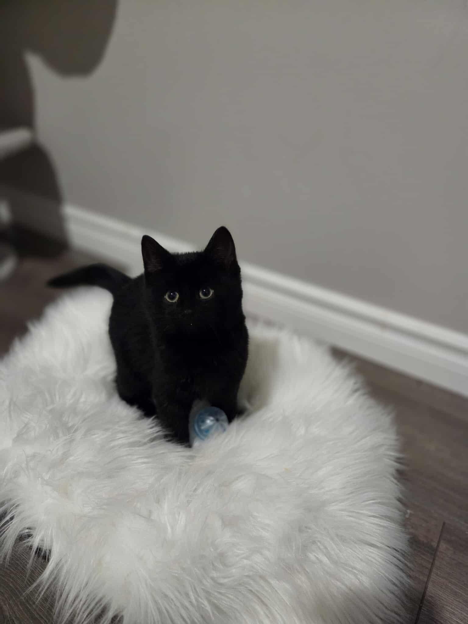 Zorro, a ADOPTABLE Domestic Short Hair in Wakefield, QC image 1/6