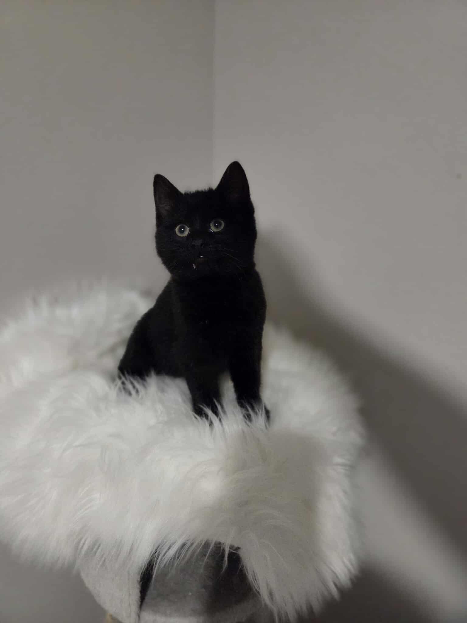 Zorro, a ADOPTABLE Domestic Short Hair in Wakefield, QC image 2/6