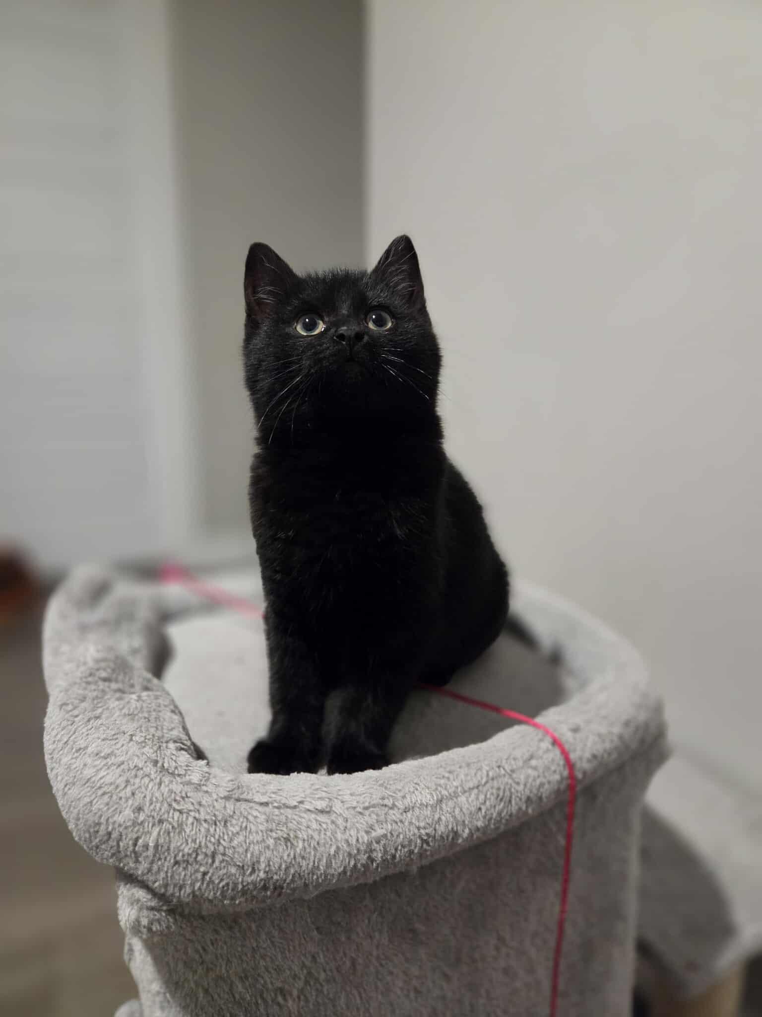 Zorro, a ADOPTABLE Domestic Short Hair in Wakefield, QC image 3/6
