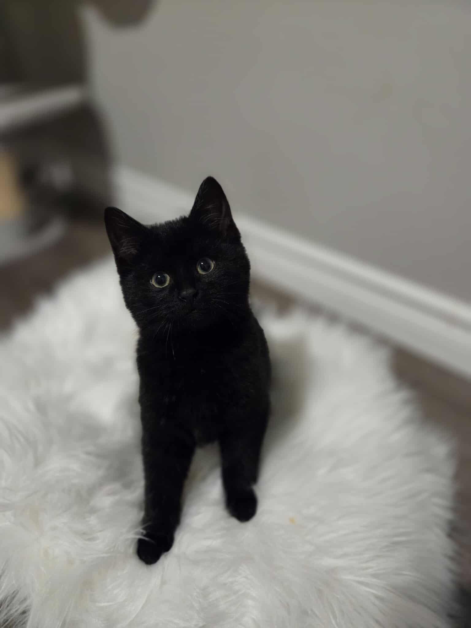 Zorro, a ADOPTABLE Domestic Short Hair in Wakefield, QC image 4/6