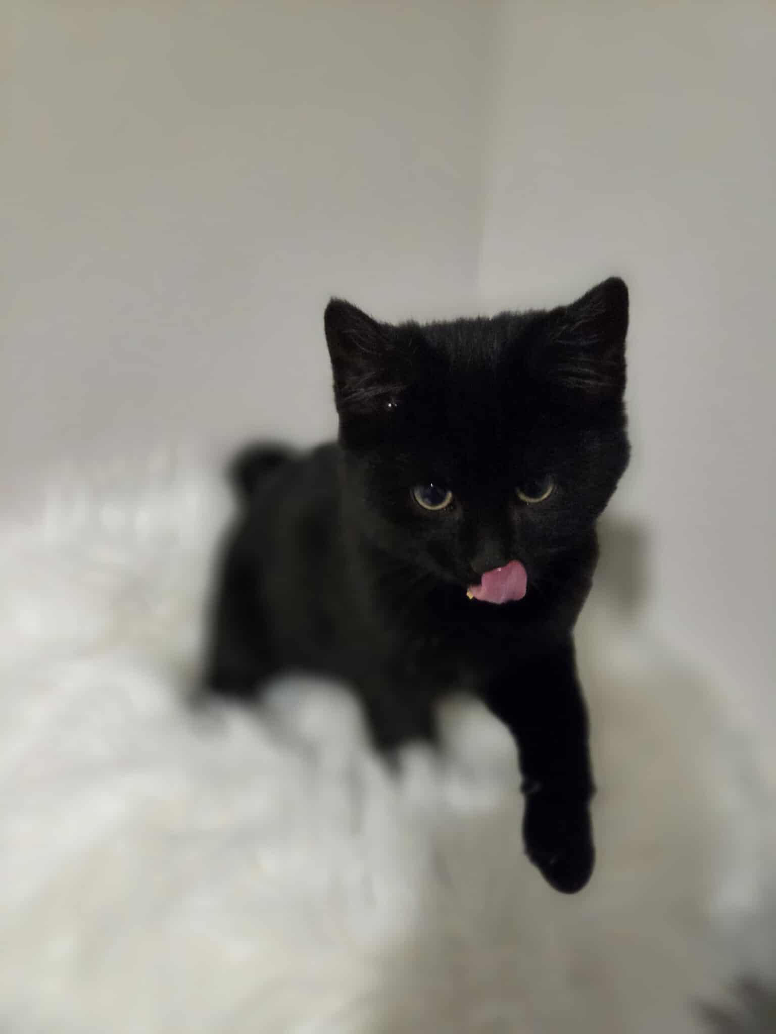 Zorro, a ADOPTABLE Domestic Short Hair in Wakefield, QC image 5/6