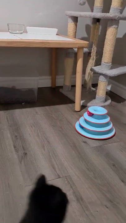 Enlarge Zorro, a ADOPTABLE Domestic Short Hair in Wakefield, QC video 6/6