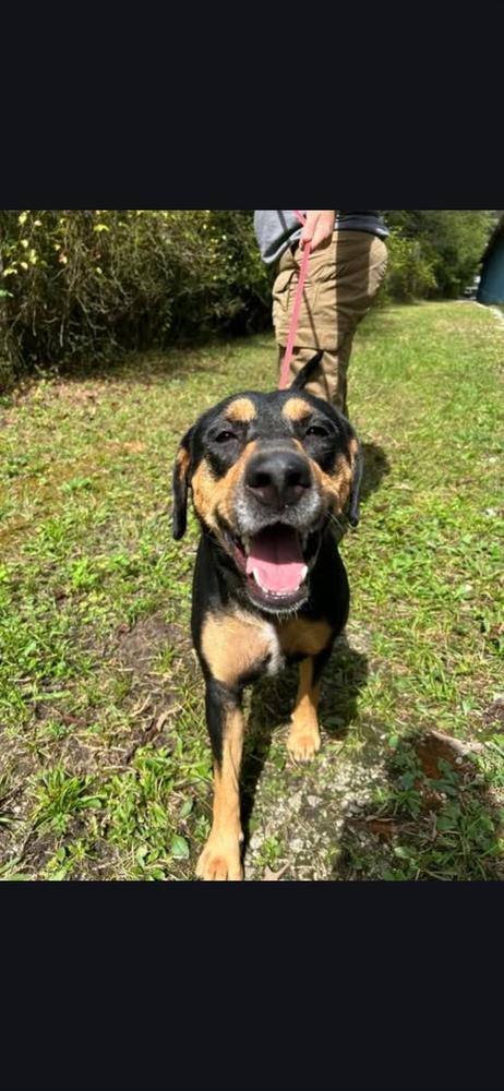 Enlarge Sophie, a Adoptable mixed breed in Appleton, WI image 1/6