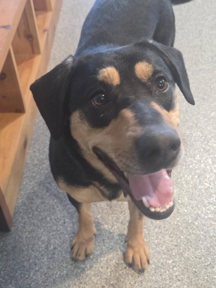 Enlarge Sophie, a Adoptable mixed breed in Appleton, WI image 2/6