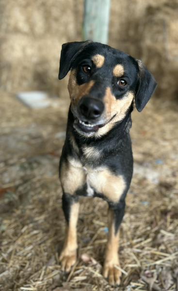 Enlarge Sophie, a Adoptable mixed breed in Appleton, WI image 3/6