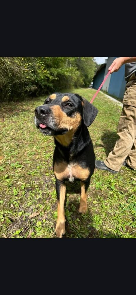 Enlarge Sophie, a Adoptable mixed breed in Appleton, WI image 4/6