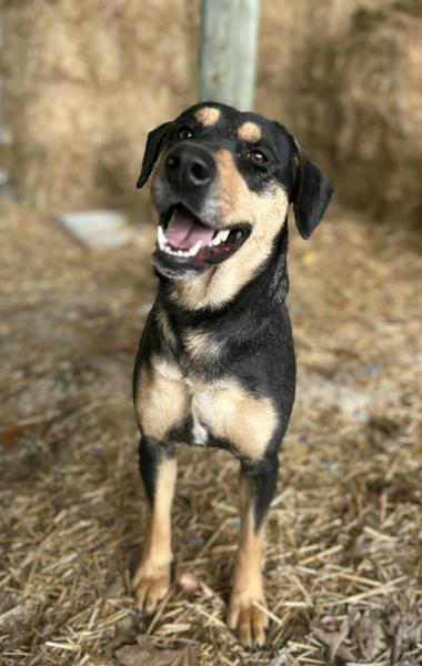Enlarge Sophie, a Adoptable mixed breed in Appleton, WI image 6/6