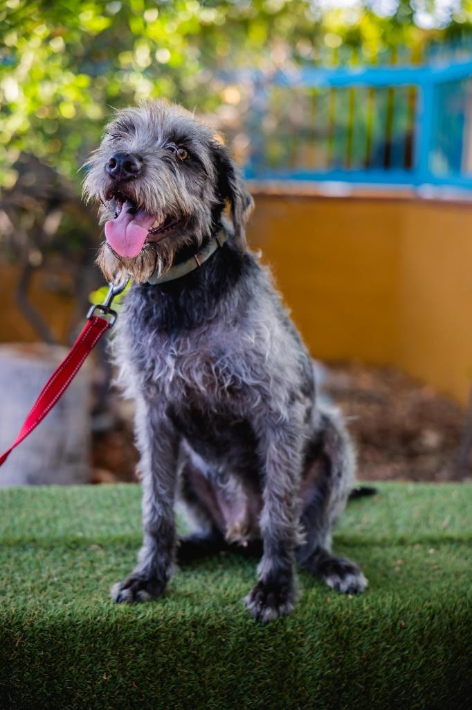 Smokey, Adoptable, Young Male Schnauzer & Irish Wolfhound.
