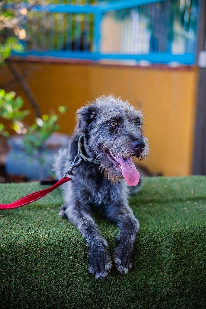 Enlarge Smokey, a Adoptable mixed breed in Anacortes, WA image 2/6
