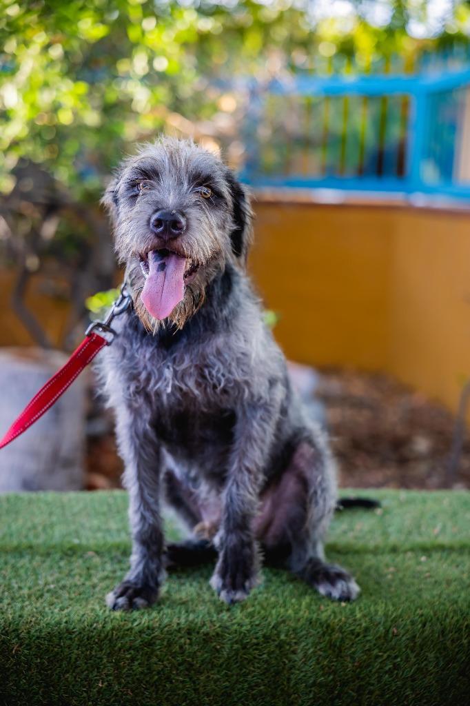 Enlarge Smokey, a Adoptable mixed breed in Anacortes, WA image 3/6