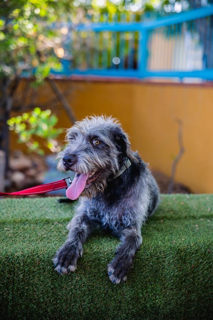 Enlarge Smokey, a Adoptable mixed breed in Anacortes, WA image 5/6