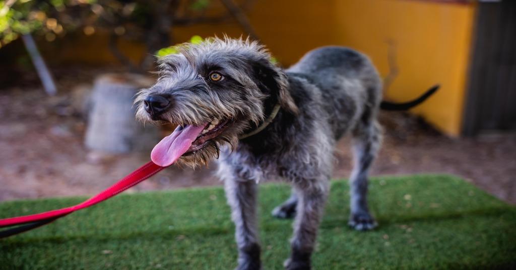 Enlarge Smokey, a Adoptable mixed breed in Anacortes, WA image 6/6