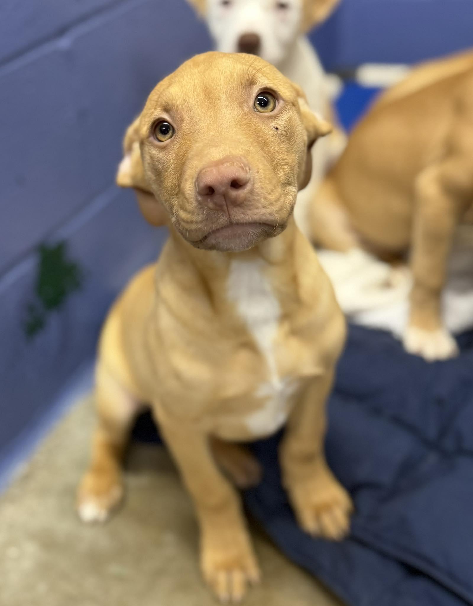 Enlarge Agnes, a ADOPTABLE mixed breed in Leitchfield, KY image 1/1