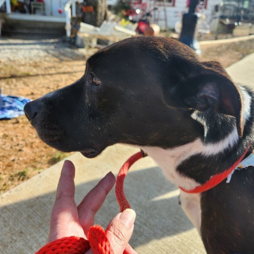 Enlarge Shadow   **** FOSTER NEEDED ****, a Adopted mixed breed in Buford, GA image 1/6