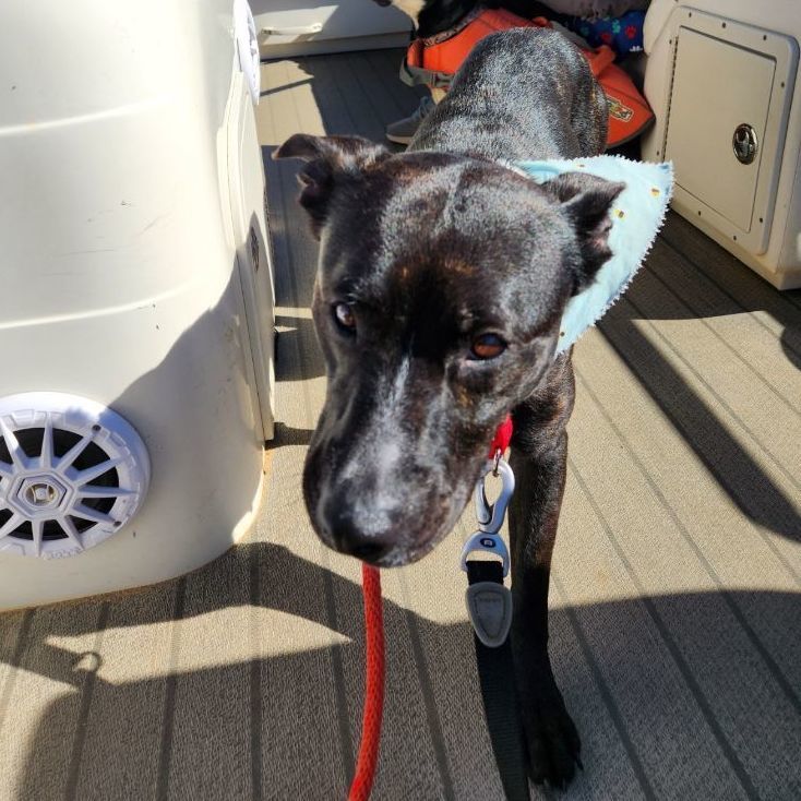 Enlarge Shadow   **** FOSTER NEEDED ****, a Adopted mixed breed in Buford, GA image 2/6