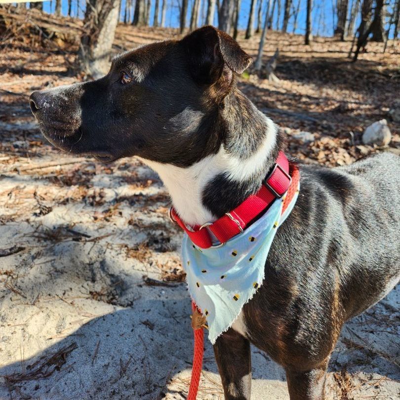 Enlarge Shadow   **** FOSTER NEEDED ****, a Adopted mixed breed in Buford, GA image 3/6