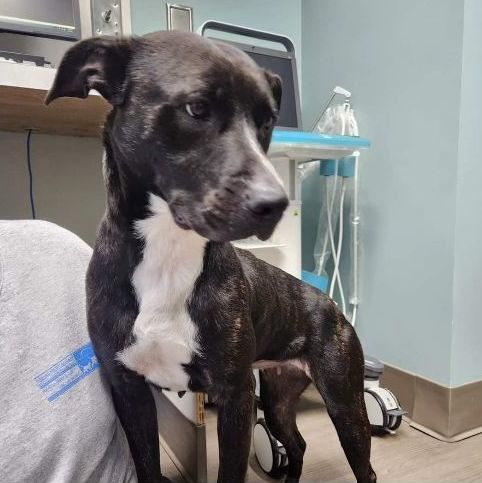 Enlarge Shadow   **** FOSTER NEEDED ****, a Adopted mixed breed in Buford, GA image 4/6