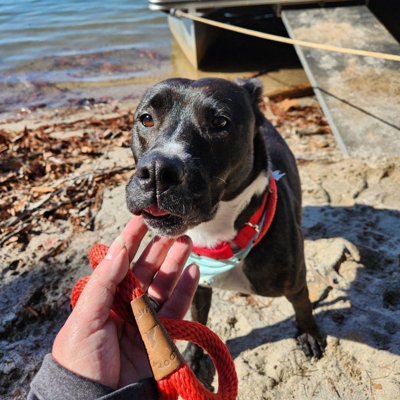 Enlarge Shadow   **** FOSTER NEEDED ****, a Adopted mixed breed in Buford, GA image 5/6