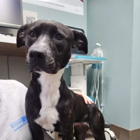 Enlarge Shadow   **** FOSTER NEEDED ****, a Adopted mixed breed in Buford, GA image 6/6