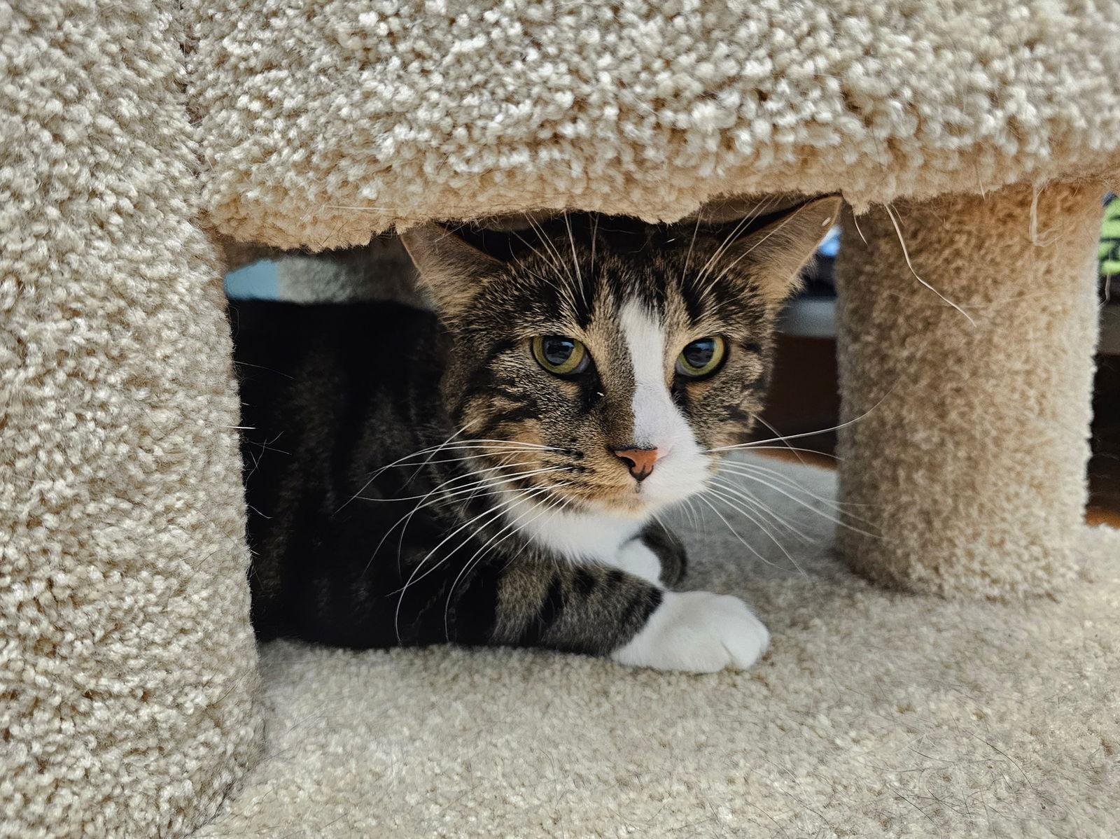 Enlarge Watson IC, a Adoptable Domestic Short Hair in Cedar Rapids, IA image 1/6