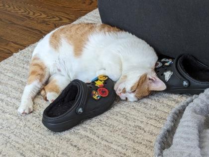 Leland - Available In Foster, Adoptable, Adult Female Domestic Short Hair & Domestic Short Hair.