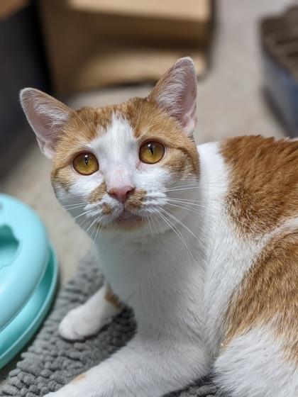 Enlarge Leland, a Adoptable Domestic Short Hair in Madison, NJ image 1/3