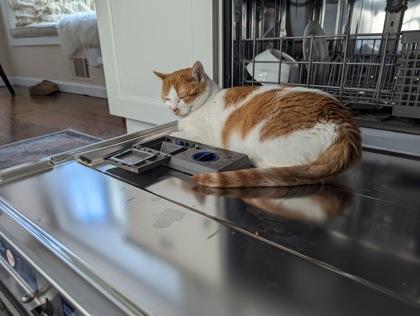 Leland, Adoptable, Adult Female Domestic Short Hair & Domestic Short Hair.