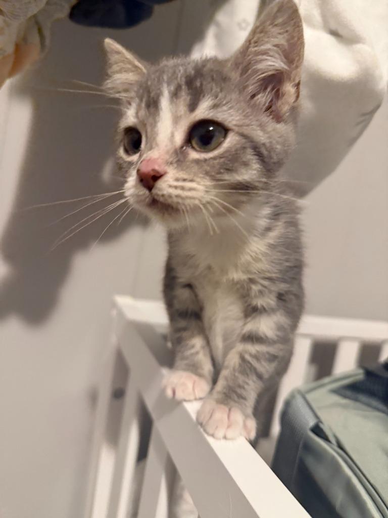 Jinx, Adoptable, Kitten Female Domestic Short Hair.