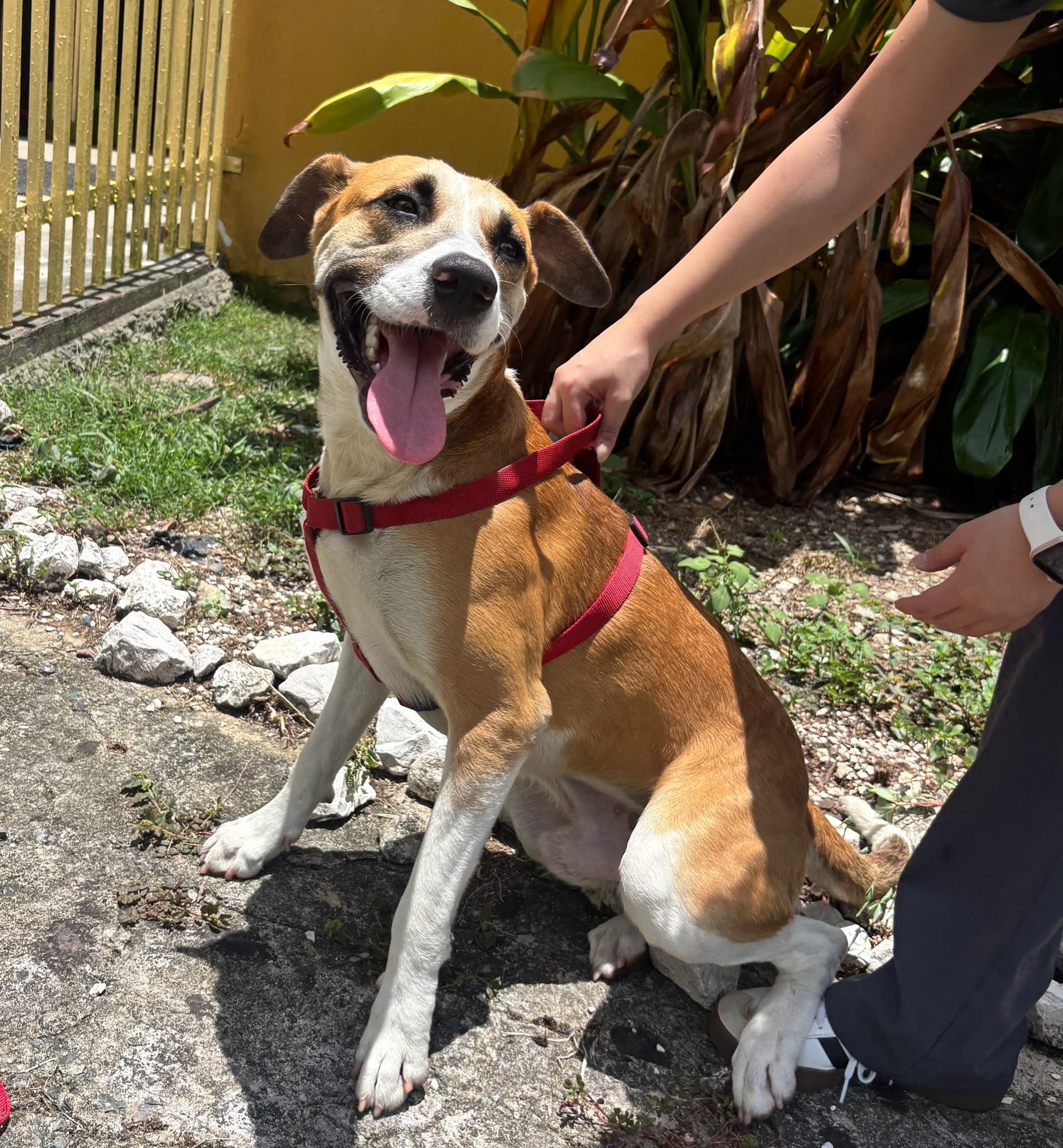 Enlarge Louis - The Big Playful Lovebug, a Adoptable mixed breed in MORRISTOWN, NJ image 6/6