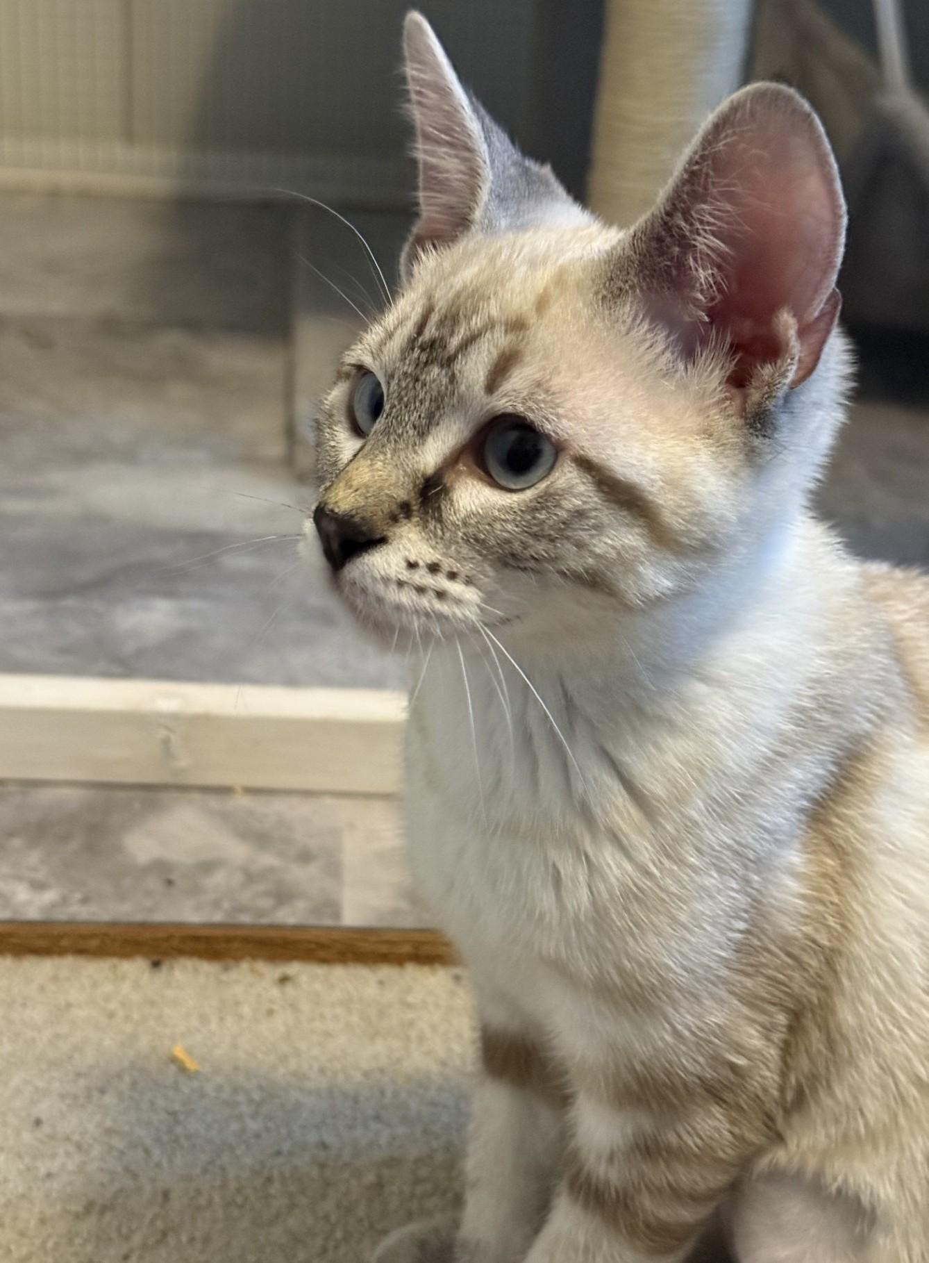 Ash (with Chip), Adopted, Kitten Female Domestic Short Hair.