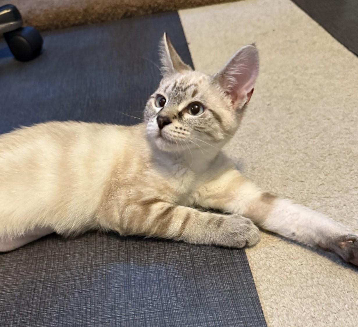 Enlarge Ash (with Chip), a Adopted Domestic Short Hair in Silverton, OR image 2/2