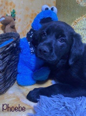 Enlarge Phoebe , an adopted mixed breed in Elkton, MD image 2/5