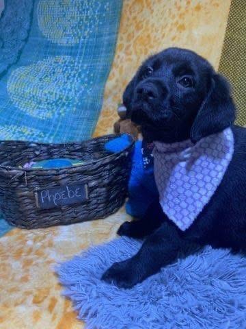 Enlarge Phoebe , an adopted mixed breed in Elkton, MD image 5/5