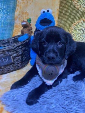 Enlarge Phoebe , an adopted mixed breed in Elkton, MD image 3/5