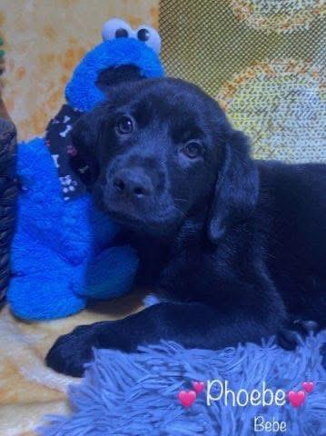 Enlarge Phoebe , an adopted mixed breed in Elkton, MD image 1/5