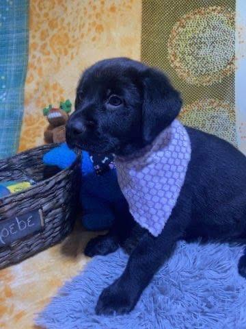 Enlarge Phoebe , an adopted mixed breed in Elkton, MD image 4/5