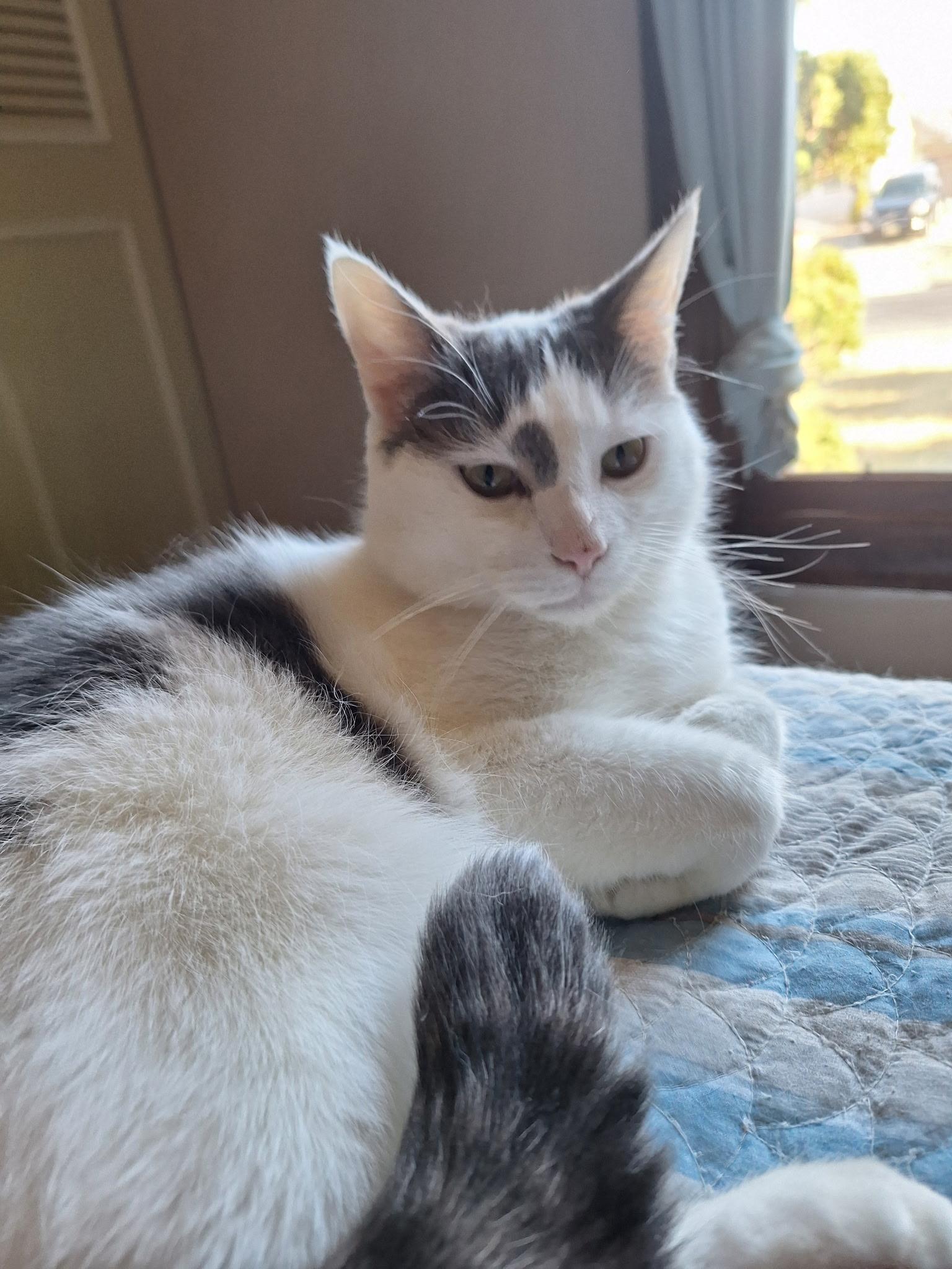 Ollie, Adoptable, Adult Male American Shorthair & Turkish Van.