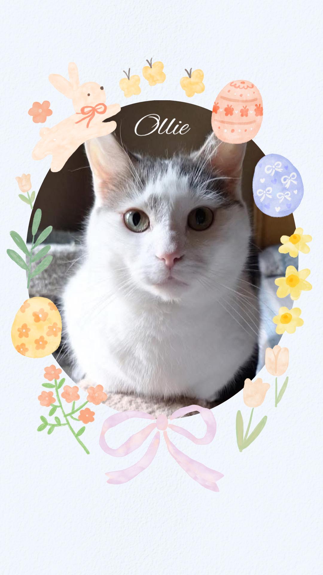 Enlarge Ollie, a Adoptable mixed breed in Turnersville, NJ image 1/4