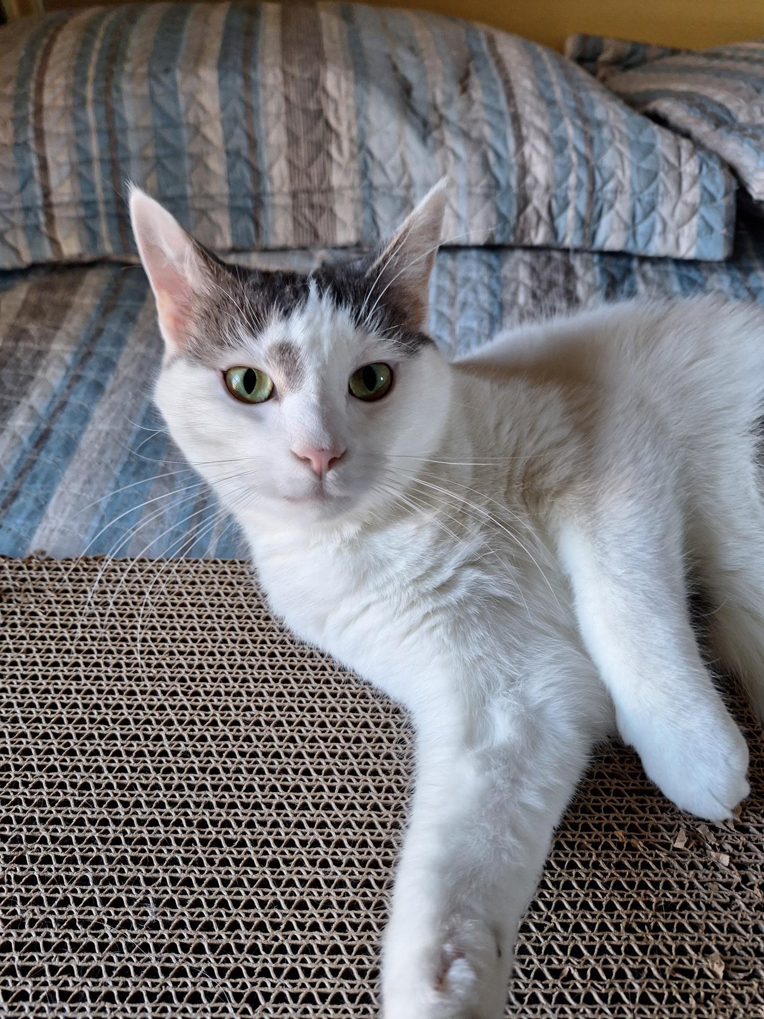 Enlarge Ollie, a Adoptable mixed breed in Turnersville, NJ image 4/5