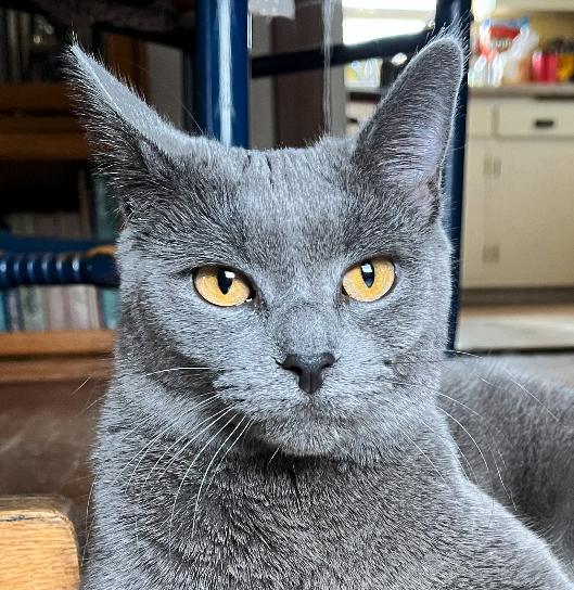 Minnie, a Adoptable Domestic Short Hair image 1/6