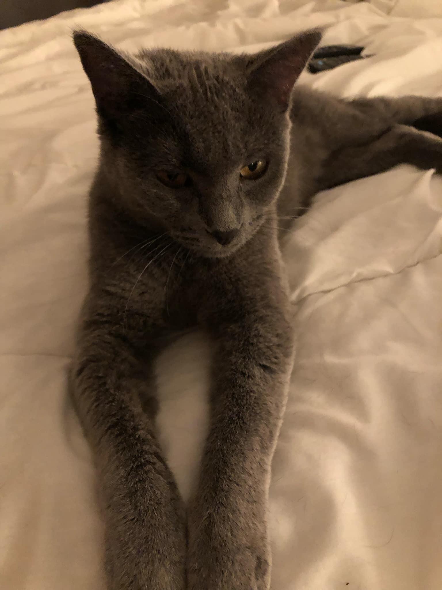 Minnie, a Adoptable Domestic Short Hair image 6/6