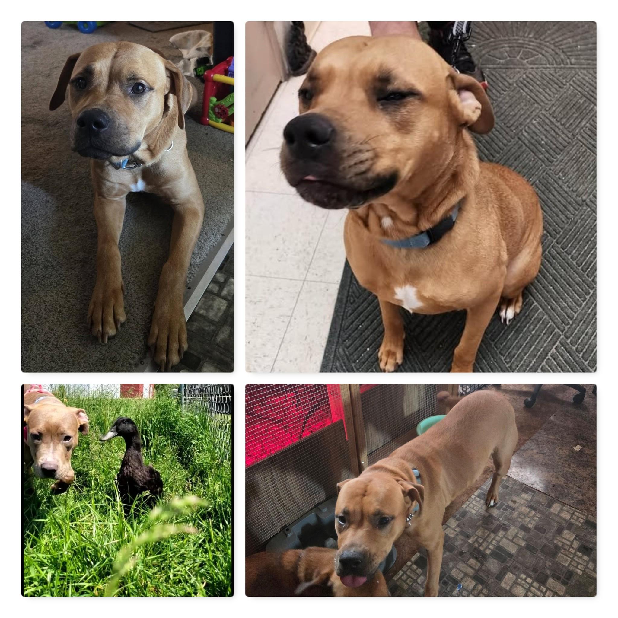 JUNO, ADOPTABLE, Adult Female Pit Bull Terrier.