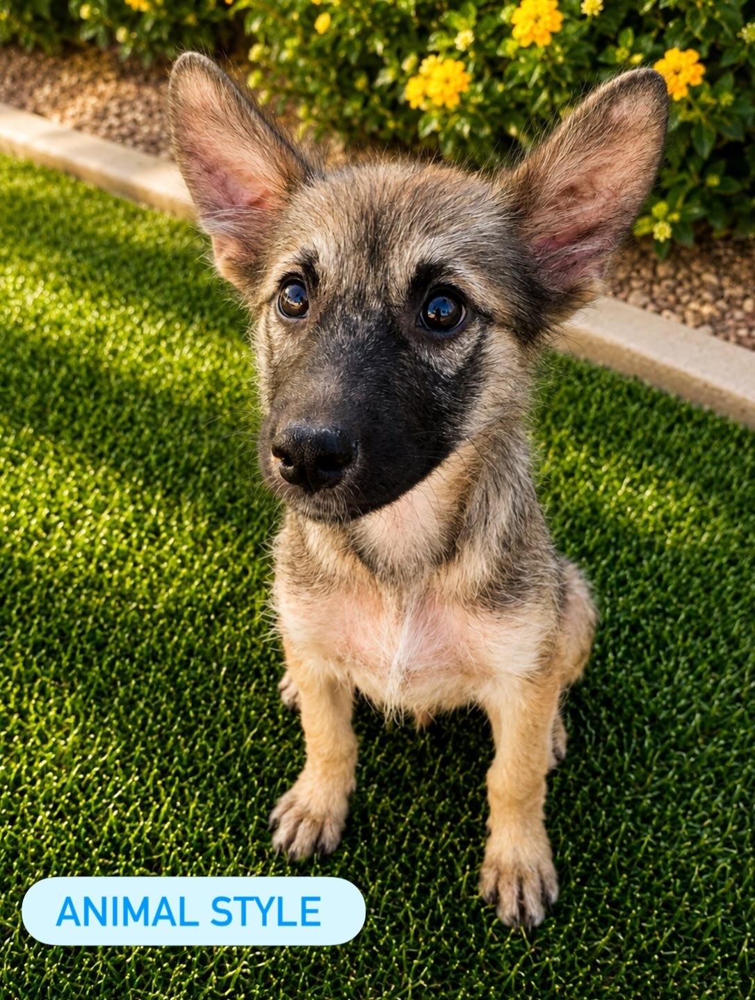 Animal style, Adoptable, Puppy Male Mixed Breed.