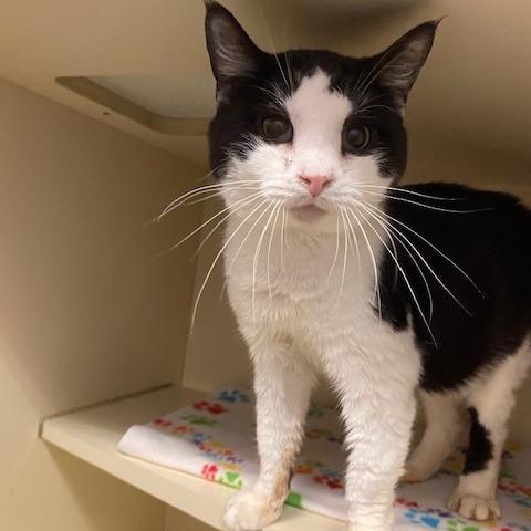 Lord Purrsworth, Adoptable, Young Male Domestic Short Hair.