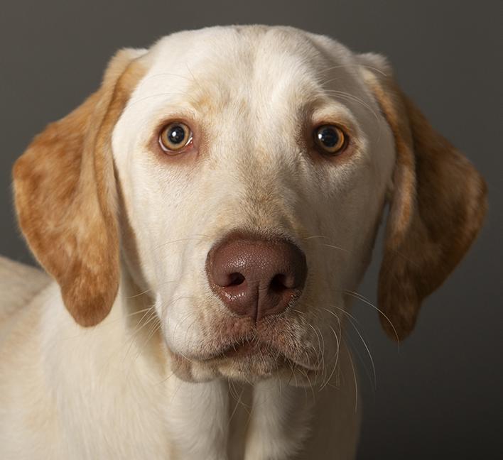 Winnie, ADOPTABLE, Young Female Yellow Labrador Retriever.