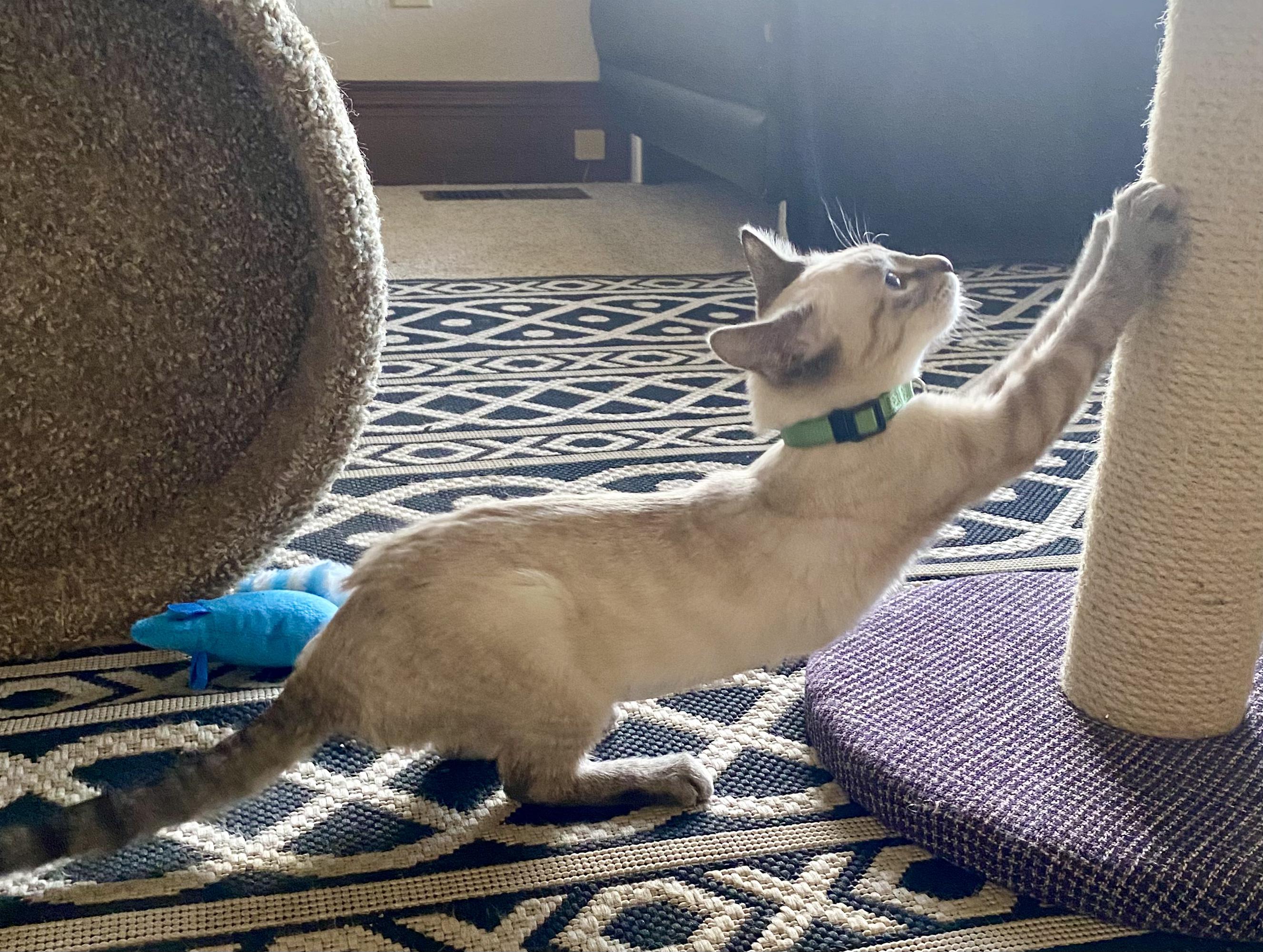 Enlarge Pepper, an adopted mixed breed in Fort Collins, CO image 3/3